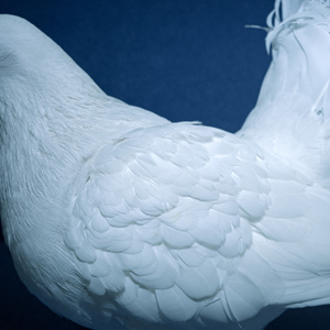 农村老人镖客视频播放量
